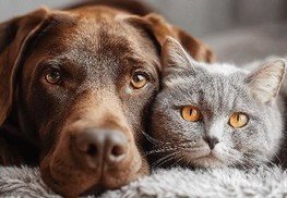 Hunde, Katzen & Heimtiere