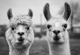 Alpaka/Lama Alpaka/Lama